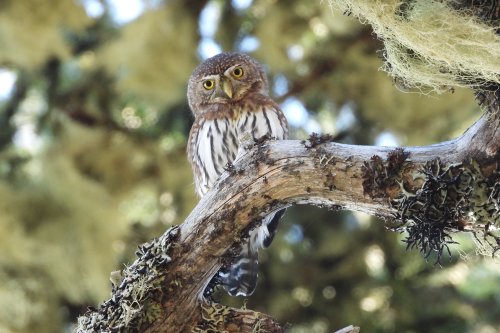 How songbirds decide when to mob owls