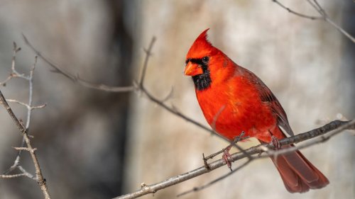 11 Foods Cardinals Love (That Aren’t Just Sunflower Seeds)