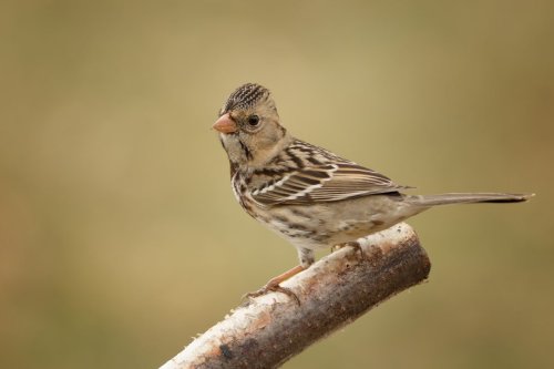 Types Of Sparrows