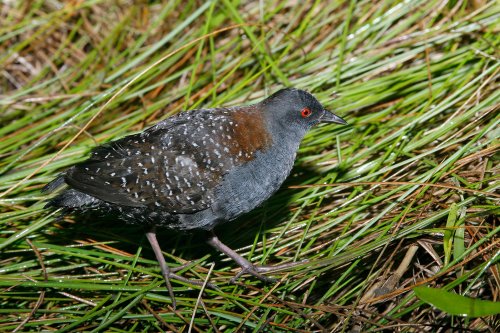 Groups sue to save Eastern Black Rail