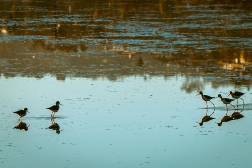 The Best U.S. Wildlife Refuges for Bird Photography