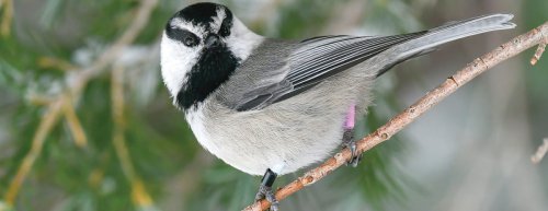 How to Decode Bird Calls: What Different Sounds Actually Mean