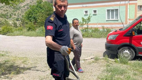 Apartmana giren yılanı itfaiye ekipleri doğaya saldı