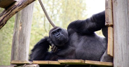 Dizzy apes give clues on human drive for mind-altering experiences - University of Birmingham