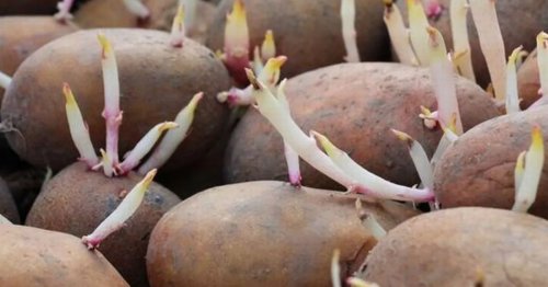 Warning issued for UK households buying chicken or potatoes from Tesco and M&S