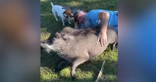 House-trained warthog loves belly rubs and cuddles
