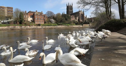 Bird flu outbreak: Worcester rescue centre 'heartbroken' after culling infected swans