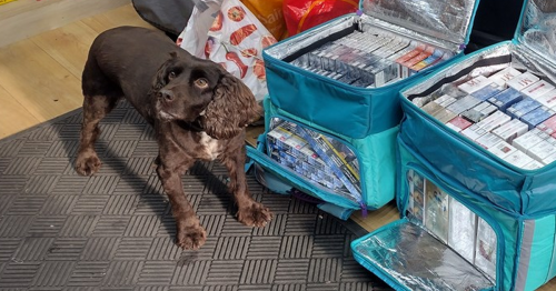 Dog sniffs out 20,000 illegal cigarettes in raid on Reading shop
