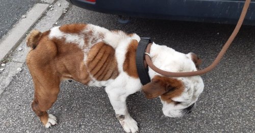 Emaciated British Bulldog found in Birmingham garden put down.