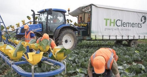 Food company offering broccoli pickers '£62k-a-year' if they get the job
