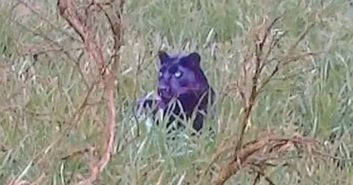 Big cat 'being tracked' after kill spotted as expert says potentially 'hundreds' on loose