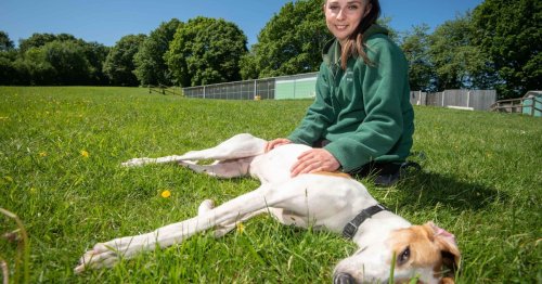 'We're drowning in dogs' - rescue centre appeal as lockdown pets dumped after covid