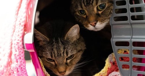RSPCA appeal to find inseparable OAP cats a home together