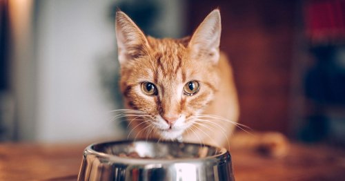 Vet says there's one thing cat owners can do for their pets to make them feel safer