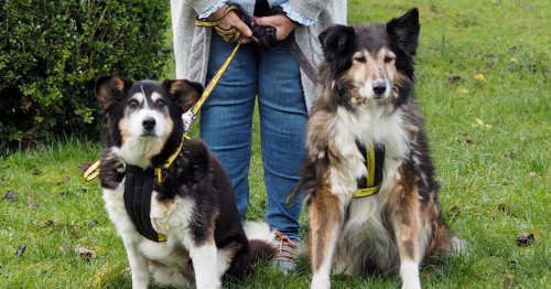 Happy ending for two rescue dogs who were overlooked because they were 'too old'