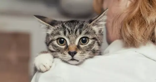 'I'm a vet – book appointment for your cat now if you spot these three deadly signs'