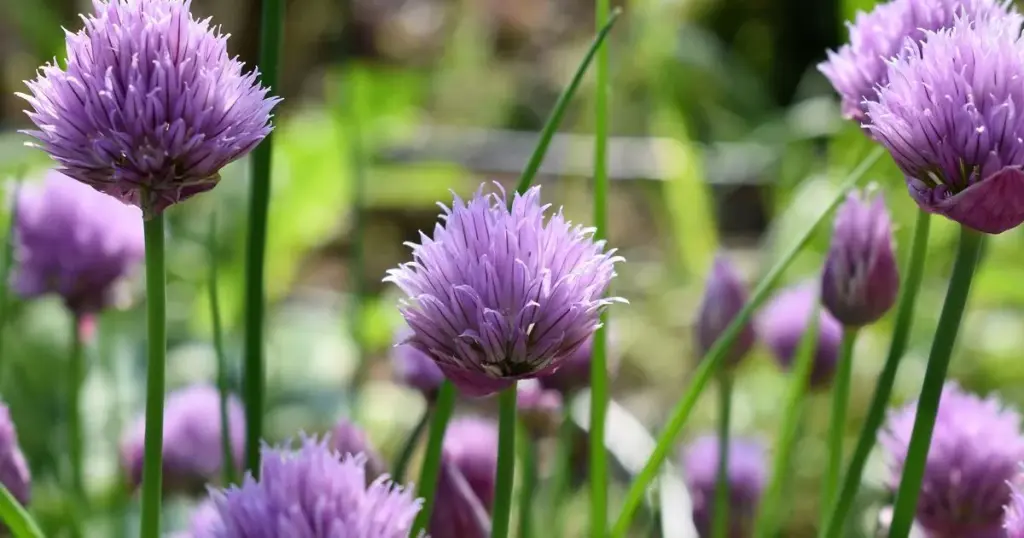 My garden 