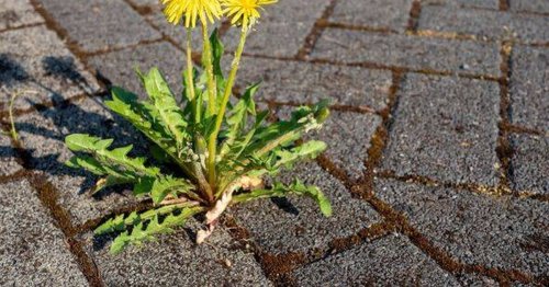 Gardeners told to stop weeding dandelions on their lawns and driveways
