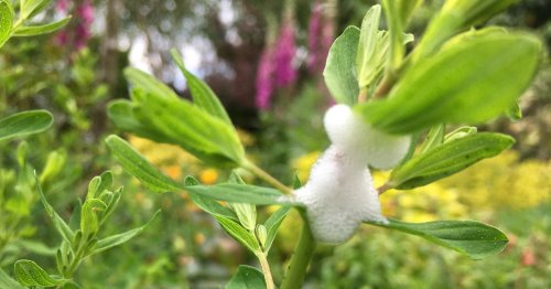 'Do not touch' warning as 'harmful' froth to appear on garden plants this month
