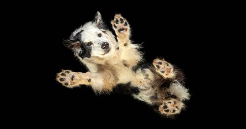 Dog photographer captures funny images of pets from under glass - pictures