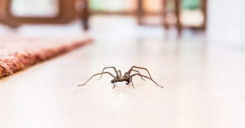 Sales of stationery item surge as homeowners claim it gets rid of spiders