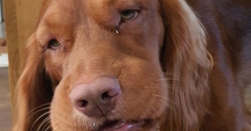 Warning issued to every dog owner who lets pet off lead on walk