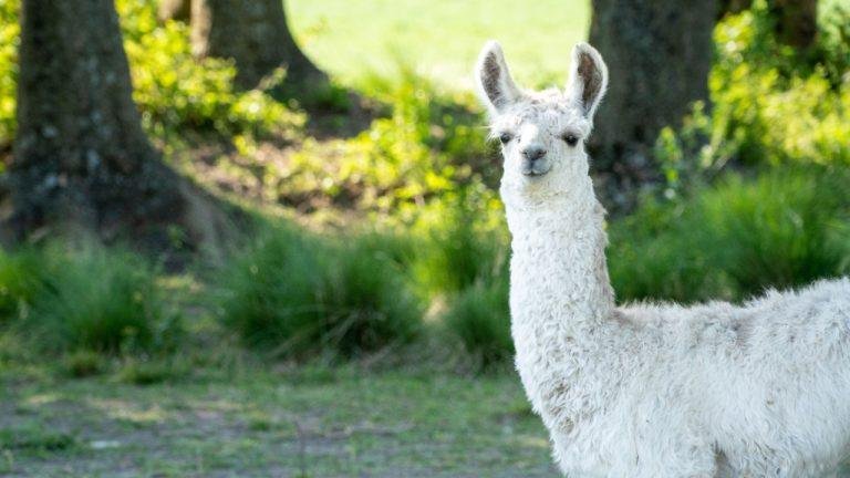 Defillama Criticizes Misleading RWA Metrics, Calls out Figure Co-Founder Allegations