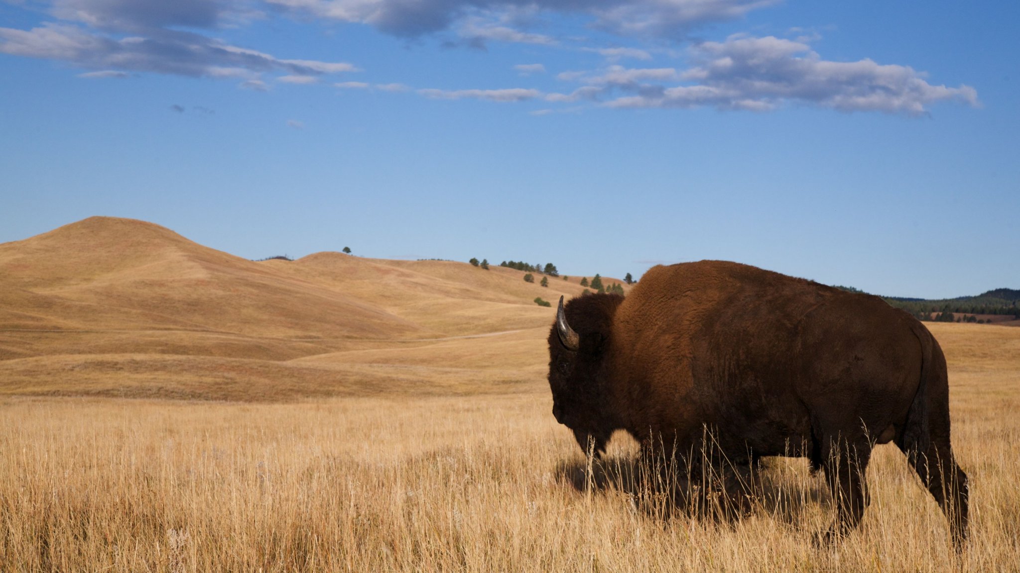 The Roughrider Coin: North Dakota Pioneers State-Backed Crypto For 2026