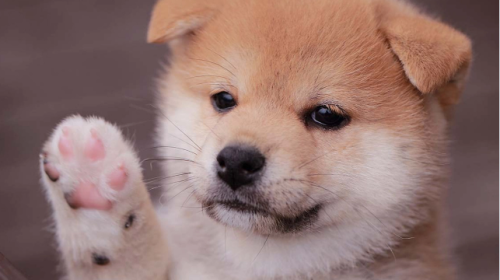 Baby Doge Coin Makes A Surprising 116% Leap – The Infant Is Now A Giant