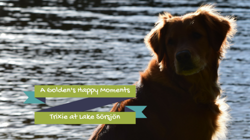 A Golden's Happy Moments - Trixie at Lake Sörsjön