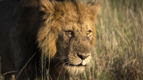 $233M wildlife bonds: RMB's bold move to save lions and wild dogs