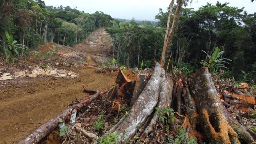 Amazonas-Regenwald muss vierspuriger Straße für den Klimagipfel in Brasilien weichen