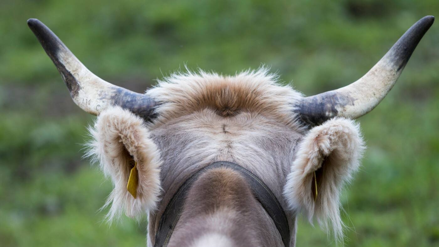 Lait de vaches avec ou sans cornes identique