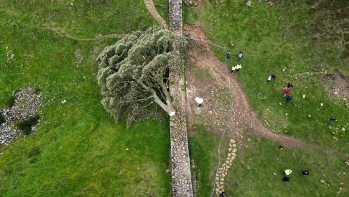 «Schock, Trauer und Wut»: Vandale sägt 200 Jahre alten Robin-Hood-Baum um