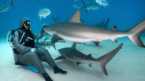 Elle faisait du paddle: Une Américaine de 44 ans dévorée par un requin aux Bahamas