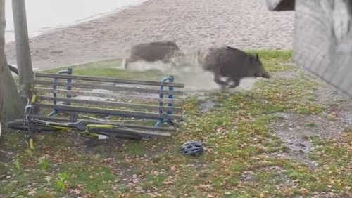 Von Hund aufgescheucht: Über 20 Wildschweine stürmen deutschen Campingplatz