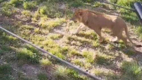 Taronga Zoo Sydney in Aufruhr: Löwen beissen sich durch Haag und büxen aus