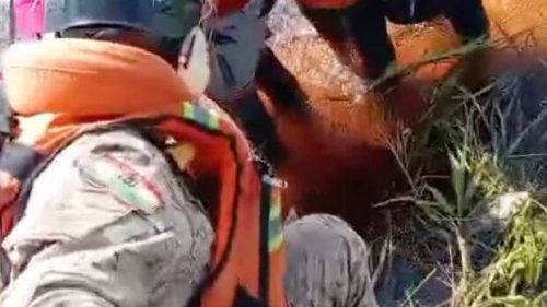 Wundersames Überleben im Amazonas: Nach Notlandung im Dschungel zwei Tage lang Hunger, Alligatoren und Schlangen getrotzt