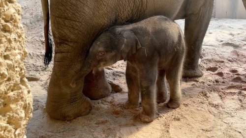 Kamera filmte mit: Elefanten-Baby im Zoo Zürich geboren
