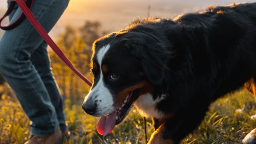 Unterwegs mit den Vierbeinern: Die besten Schweizer Wege für Mensch und Hund