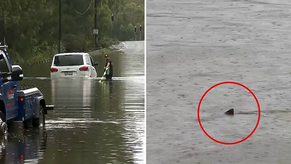 Sturm an der Ostküste Australiens: Hai schwimmt über geflutete Strasse