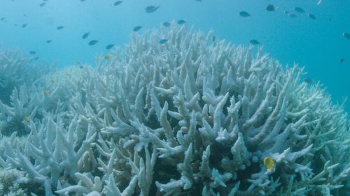 Laut Umweltschützern: «Schockierende» Korallenbleiche vor Westküste Australiens