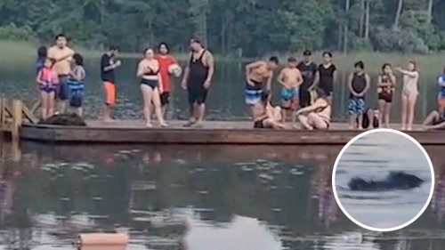 Alligatoren-Alarm in Texas: Schwimmer sitzen auf Plattform im See fest