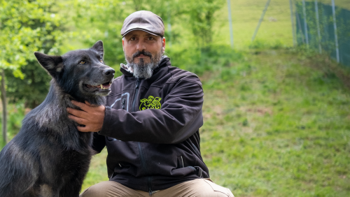 Experte über Wolfshybrid als Haustier: «Er ist gefährlicher als der Wolf»