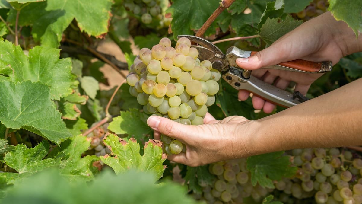 Gel, grêle, mildiou: 17 millions de litres de vin suisse en moins en 2024