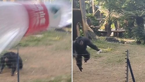 Er rächt sich sofort: Schimpanse wirft Müll zurück auf Zoo-Besucher