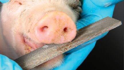 La nouvelle mesure de Berne sur le foie gras fait polémique