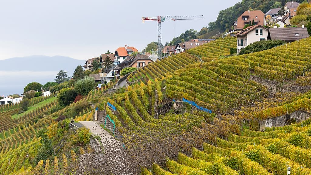 Les vignes suisses ont connu une des pires années en 2024