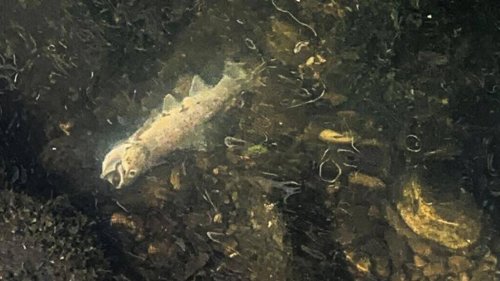 Leitung in Kläranlage verstopft: 400 Fische sterben in Seuzemer Bach