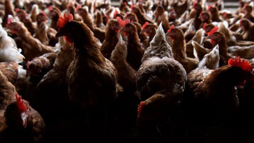 Grippe aviaire: Importations de poulet brésilien suspendues
